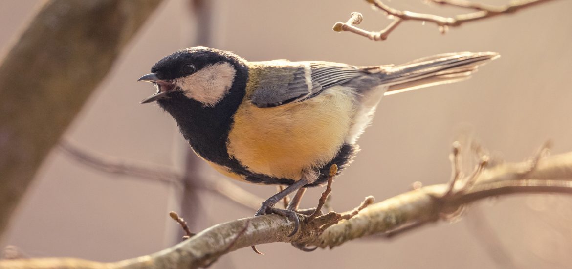 Mésange charbonnière