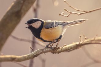 Mésange charbonnière